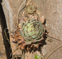 Sempervivum
