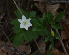 Anemonoides trifolia