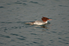 Mergus merganser americanus