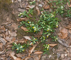 Polygaloides chamaebuxus