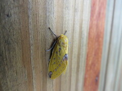 Symphlebia