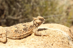 Phrynosoma platyrhinos