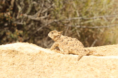 Phrynosoma platyrhinos