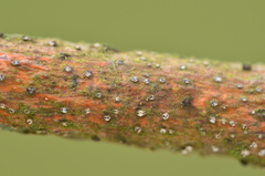 Cytospora nivea