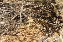 Phrynosoma platyrhinos