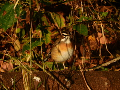 Cercotrichas quadrivirgata