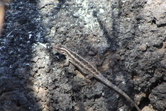 Liolaemus schroederi