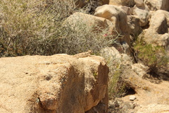 Phrynosoma platyrhinos