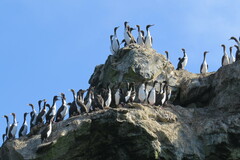 Leucocarbo bougainvillii