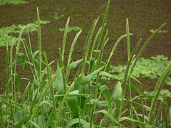 Hymenachne amplexicaulis