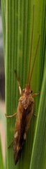 Limnephilus lunatus