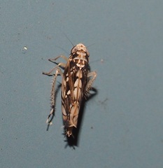 Scaphoideus