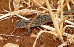 Psammodromus edwarsianus