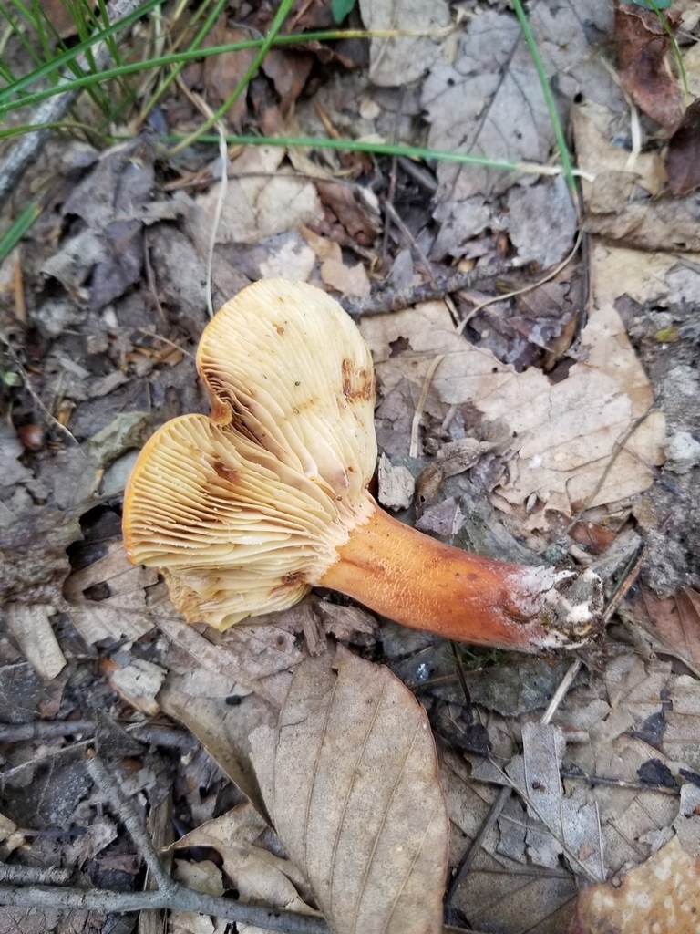 Lactifluus sp. 'volemus-IN04'