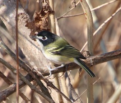 Vireo atricapilla
