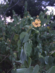 Abutilon trisulcatum