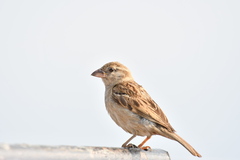 Passer domesticus