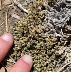 Selaginella watsonii