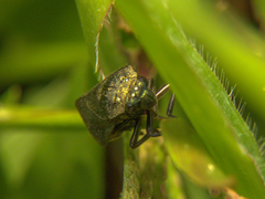 Prosapia ignifera