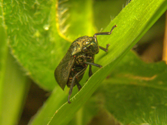 Prosapia ignifera