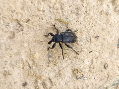Hyperinae