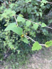 Croton betulinus