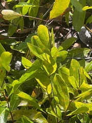 Geobalanus oblongifolius