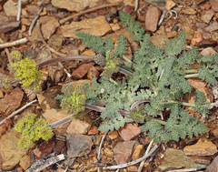 Lomatium foeniculaceum fimbriatum
