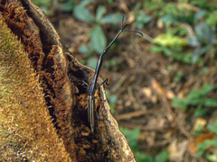 Brentus anchorago