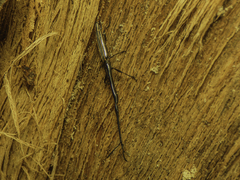 Brentus anchorago