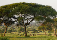 Vachellia xanthophloea