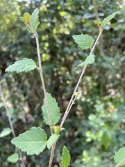 Croton betulinus
