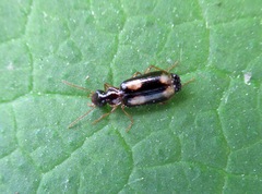 Dromius quadrimaculatus