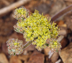 Lomatium foeniculaceum fimbriatum