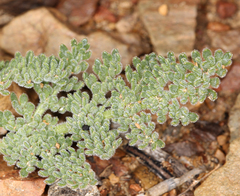 Lomatium foeniculaceum fimbriatum