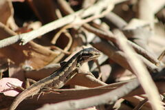 Liolaemus schroederi