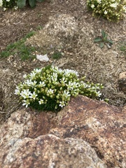 Mononeuria groenlandica