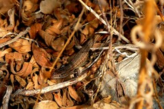Psammodromus edwarsianus