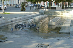 Columba livia domestica