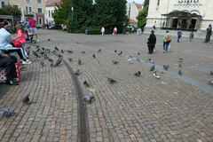 Columba livia domestica