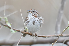 Melospiza melodia