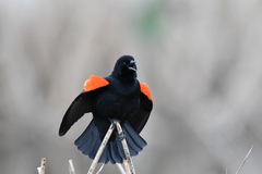 Agelaius phoeniceus