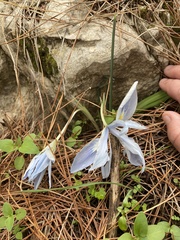 Iris vartanii