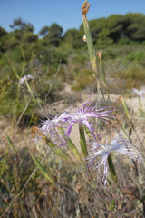 Dianthus broteri