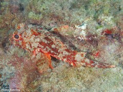 Scorpaena notata
