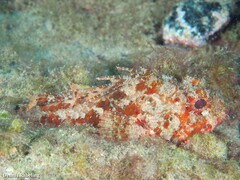 Scorpaena notata