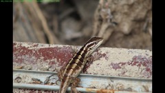 Liolaemus schroederi