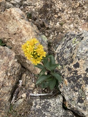 Solidago leiocarpa