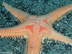 Astropecten aranciacus