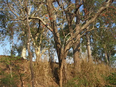 Erythrina vespertilio